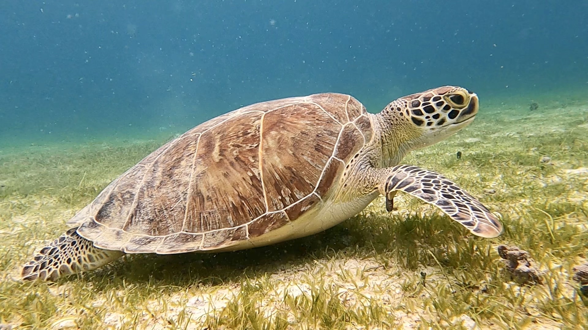 green sea turtle st thomas scuba diving bonus time and red hook dive center