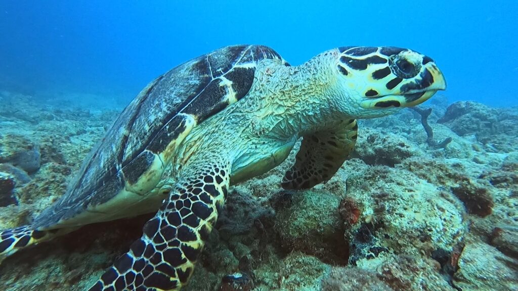 snorkeling and diving with sea turtles usvi