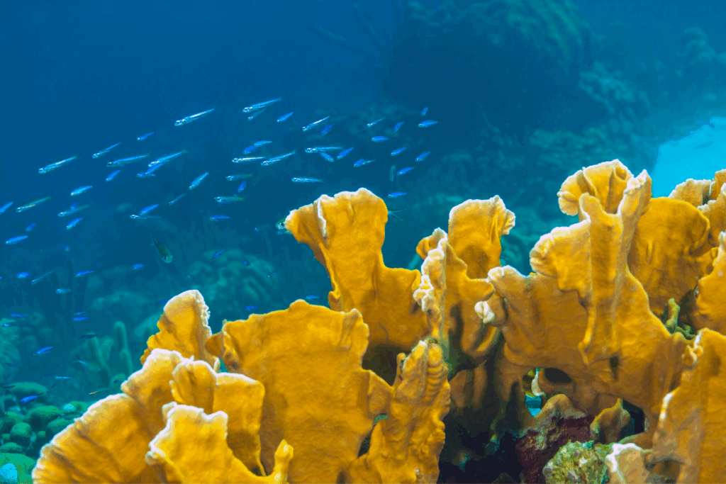 caribbean reef fish british virgin islands