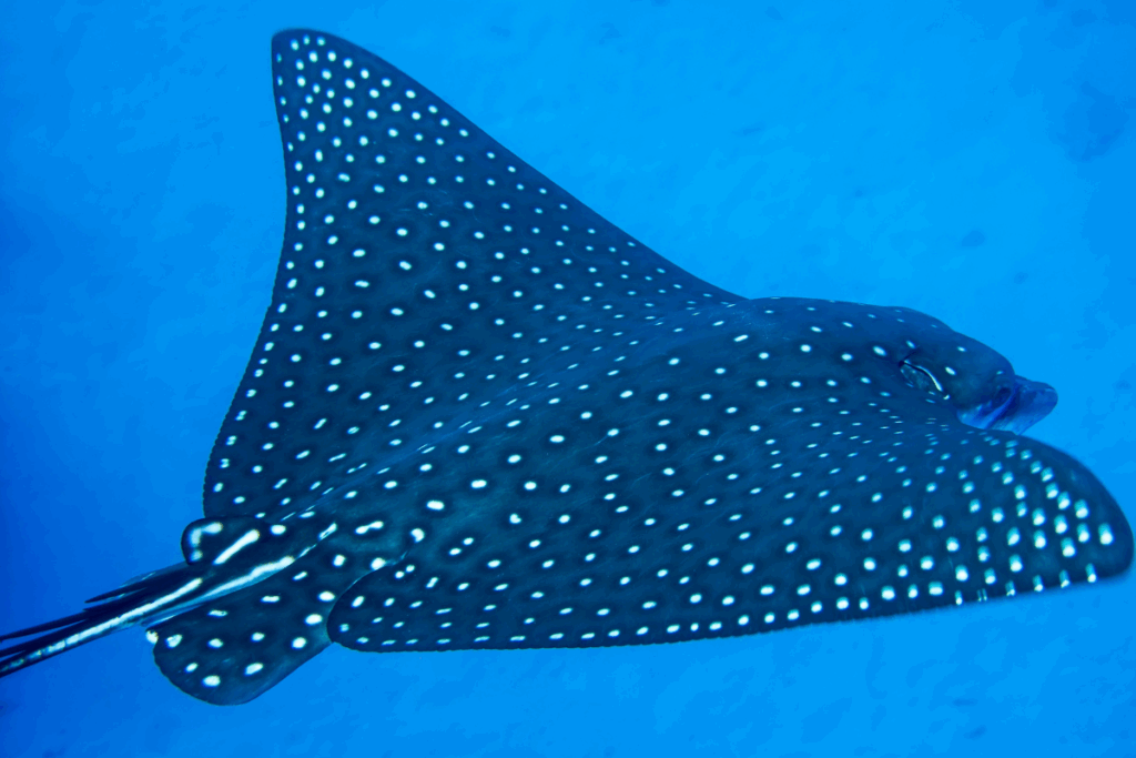 eagle ray dog island st thomas usvi