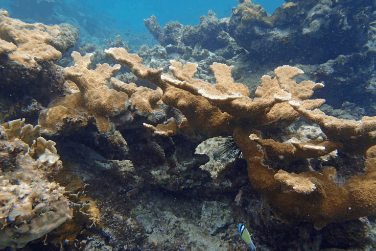 Tektite Snorkeling Guide: Explore One of St. John’s Most Unique South Shore Snorkel Spots