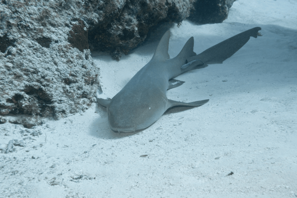 nurse shark snorkeling site st john usvi