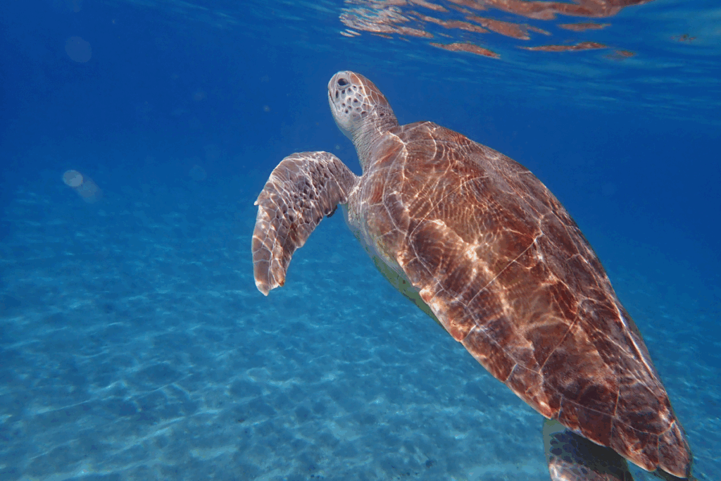 pelican rock hansen bay beach st john usvi