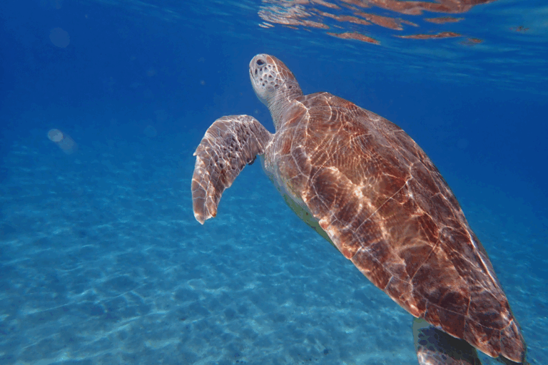pelican rock hansen bay beach st john usvi