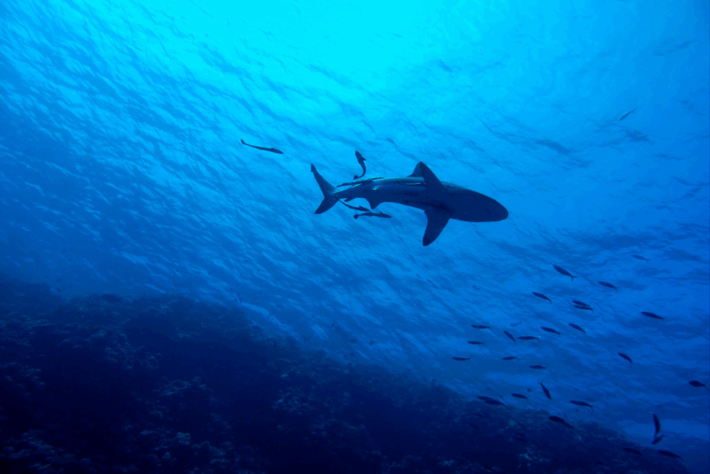 reef shark booby rock st john usvi