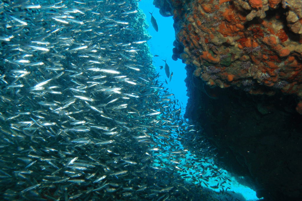 silversides in cave st john usvi