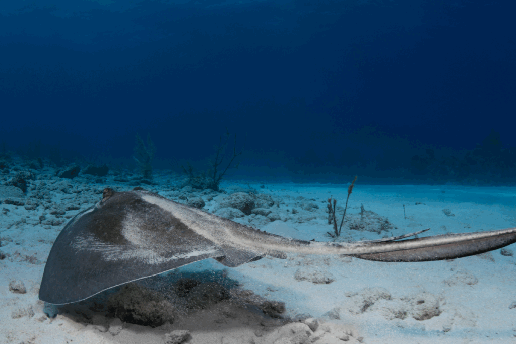 southern sting ray bvi caribbean